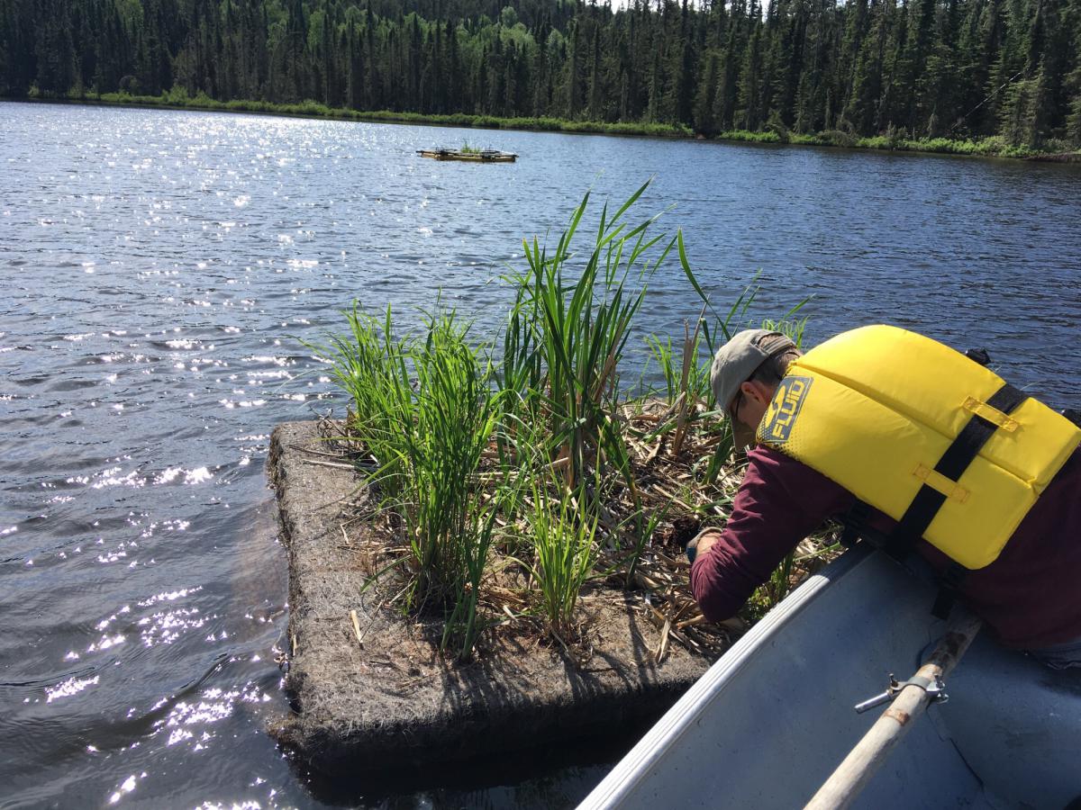 Floating Treatment Wetlands IISD